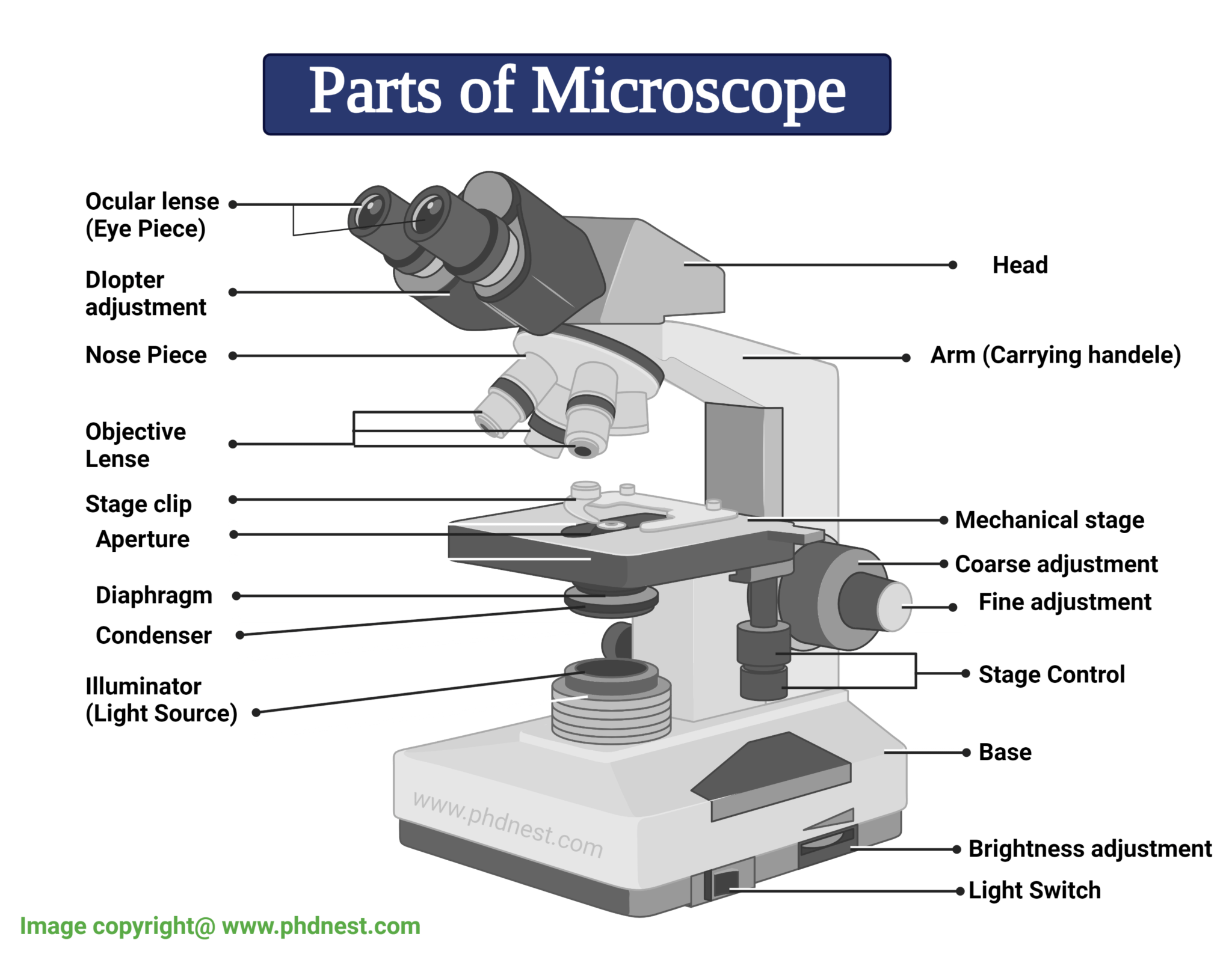 Bright Field Microscope Definition, Parts, Diagram, Principle, Application PhD Nest