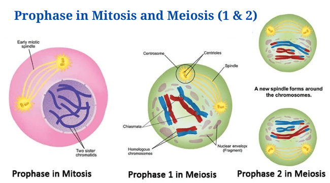 Prophase in Mitosis and Meiosis (Prophase 1 and 2) with Diagram