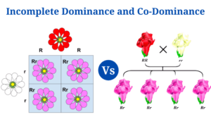 Incomplete Dominance Vs Co-Dominance: Definition, Differences and Examples