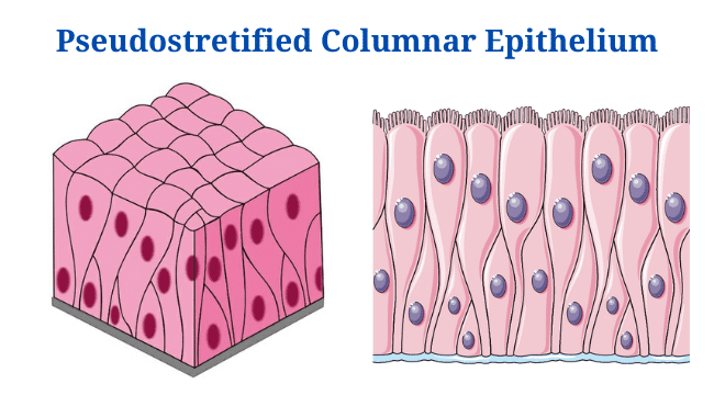 Pseudostratified Columnar Diagram