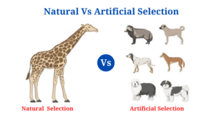 Natural Selection Vs Artificial Selection: Definition, 18+ Major Differences, Examples