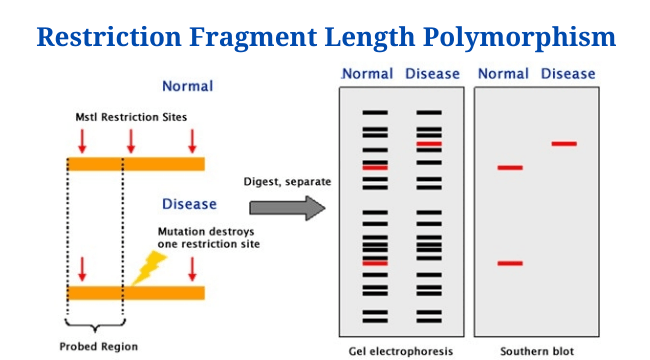 Restriction Fragment Length Polymorphism (RFLP)