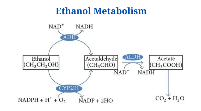Ethanol Metabolism: Overview, Location, Pathway, Enzymes 