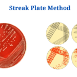 Streak Plate Method: Meaning, Principle, Methods, Importance, Limitations