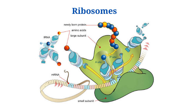 Ribosomes: Definition, Structure, Types, Functions and Diagram