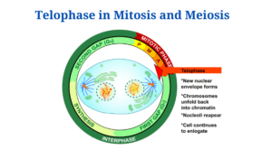 Telophase in Mitosis and Meiosis (Telophase I, II)