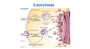 Exocytosis: Definition, Process and Types, Diagram with Examples