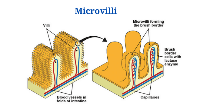 Microvilli: Definition, Structure, Diagram and Functions