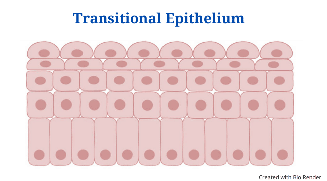 Transitional Epithelium: Definition, Structure, Functions, Location, Examples