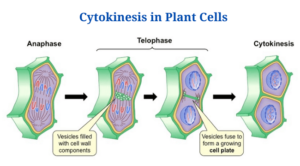 Cytokinesis in Plant Cells