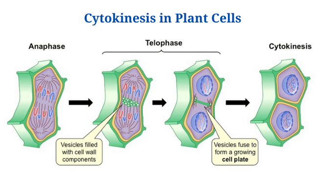 Cytokinesis: Definition and Process in Animal and Plant Cells - PhD Nest Cytokinesis: Definition and Process in Animal and Plant Cells - PhD Nest