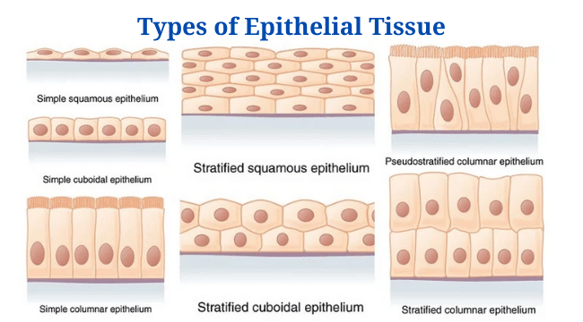 Epithelial Tissue: Definition, Types, Location, Functions, Examples