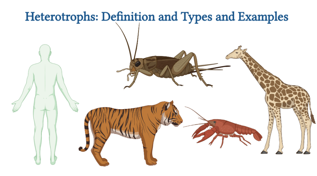 Heterotrophs: Definition and Types and Examples