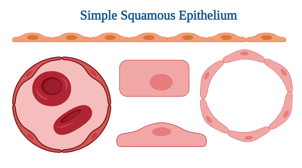 Simple Squamous Epithelium: Functions, Location, Examples, Structure ...