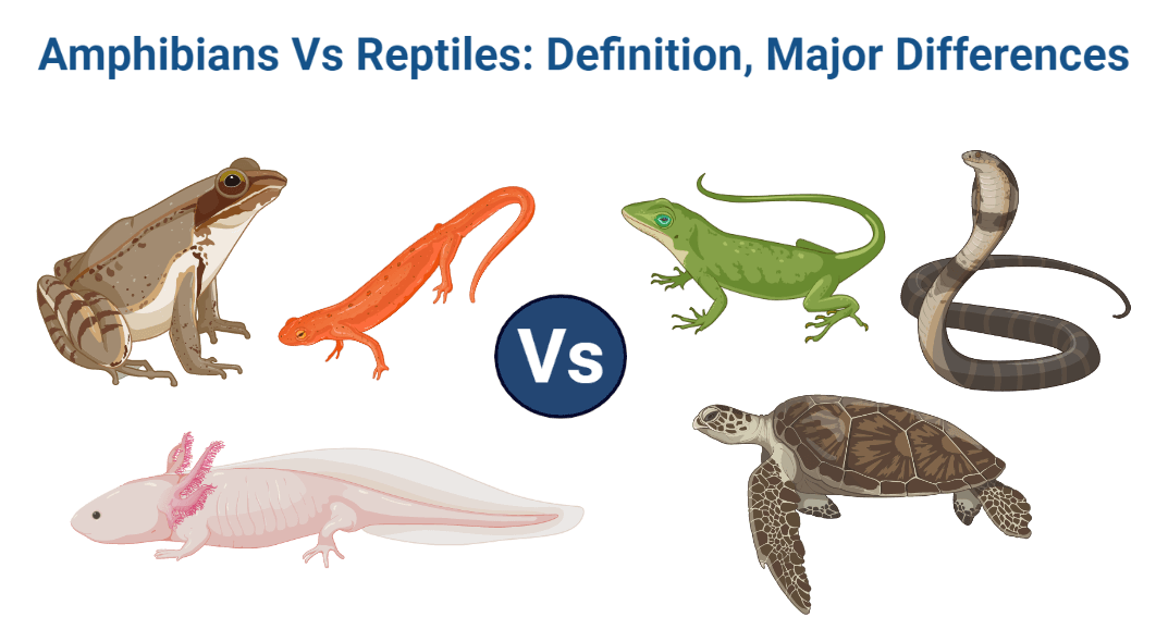 Amphibians Vs Reptiles: Definition, Major Differences with Examples