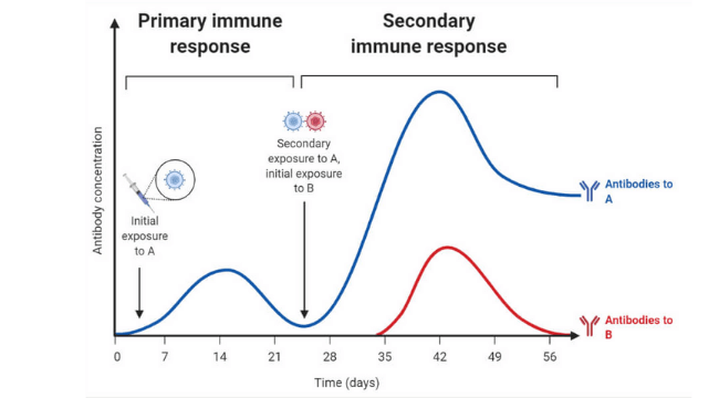 Differences Between Primary and Secondary Immune Response