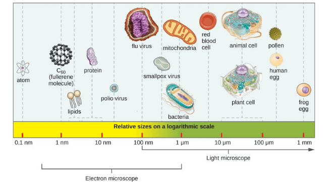 Morphology of Bacteria: Arrangement, Shapes, Sizes, Diagram, Examples