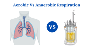 Aerobic Vs Anaerobic Respiration: Definition, Differences, Examples