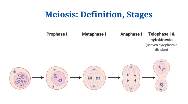 Meiosis: Definition, Stages and Diagram