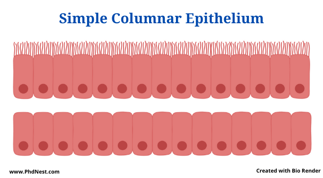 Simple Columnar Epithelium: Definition, Structure, Functions, Examples