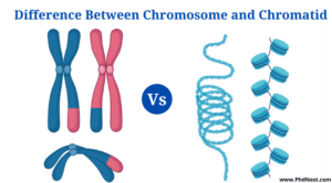 Chromosome Vs Chromatid: Definition, Differences, Examples