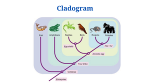 Cladogram: Definition, Characteristics, Parts, Examples