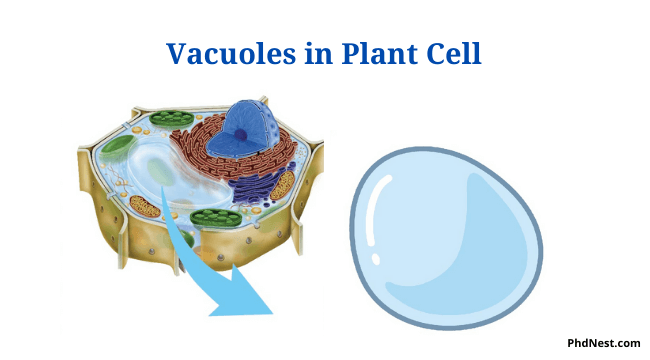 Vacuoles in Plant Cell