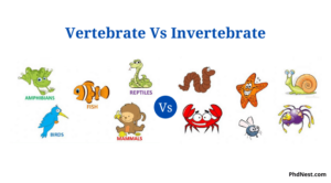 Differences Between Vertebrate And Invertebrate