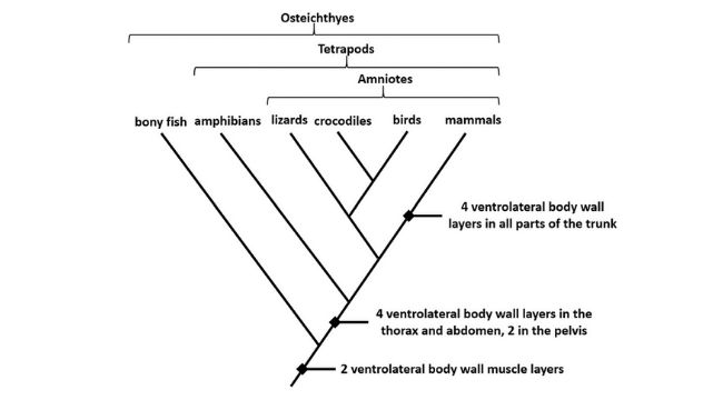 Cladogram: Definition Characteristics Parts Examples PhD Nest