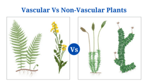 Vascular Plants Vs Non-Vascular Plants: Definition, 18+ Differences, Examples