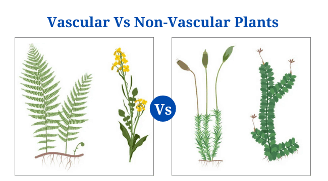 Vascular Plants Vs Non-Vascular Plants: Definition, 18+ Differences, Examples