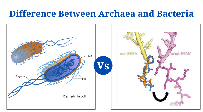 Archaea Vs Bacteria: Definition, 17+ Differences and Examples