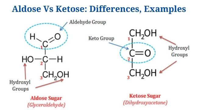 Aldose Vs Ketose: Definition, Differences, Examples