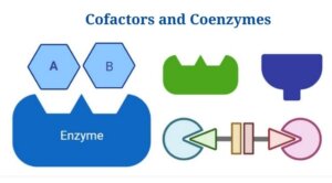 Cofactors Vs Coenzymes: Definition, Differences, Examples
