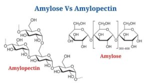Amylose Vs Amylopectin: Definition and 12 Differences