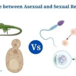Asexual Vs Sexual Reproduction: Overview, 18+ Differences, Examples
