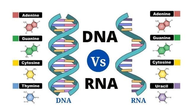 31+ Differences Between DNA and RNA (DNA vs RNA) - PhD Nest