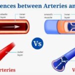 Differences Between Arteries and Veins