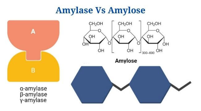 Amylase Vs Amylose: Definition, Differences, Example