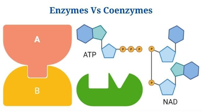 Enzymes Vs Coenzymes: Definition, Differences, Examples