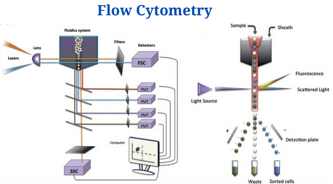 Flow Cytometry: Overview, Principle, Steps, Types, Uses
