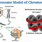 Nucleosome Model of Chromosome