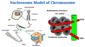 Nucleosome Model of Chromosome