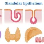 Glandular Epithelium: Location, Structure, Functions, Examples