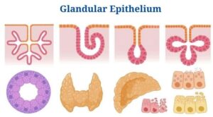 Glandular Epithelium: Location, Structure, Functions, Examples