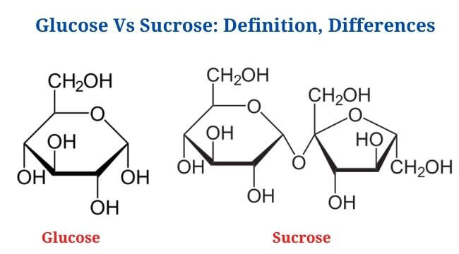 Glucose Vs Sucrose: Definition and Key Differences   1