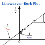 Lineweaver–Burk Plot
