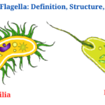 Cilia and Flagella: Definition, Structure, Functions and Diagram