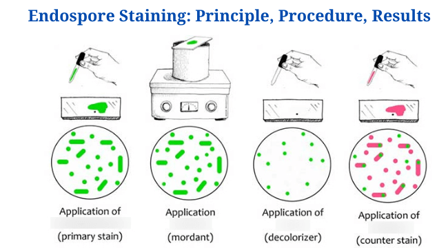 Endospore Staining: Principle, Procedure, Reagents, Results