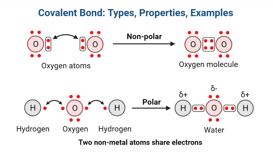 Covalent Bond: Meaning, Types, Properties, Examples